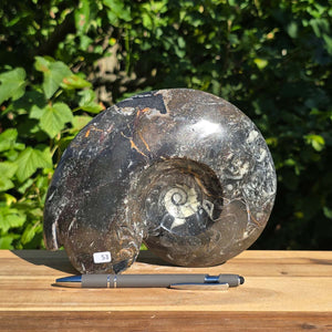 Ammonit - Echtes versteinertes Fossil - 100 Millionen Jahre alt - 21x17 cm - NR. 81
