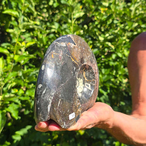 Ammonit - Echtes versteinertes Fossil - 100 Millionen Jahre alt - 21x17 cm - NR. 81