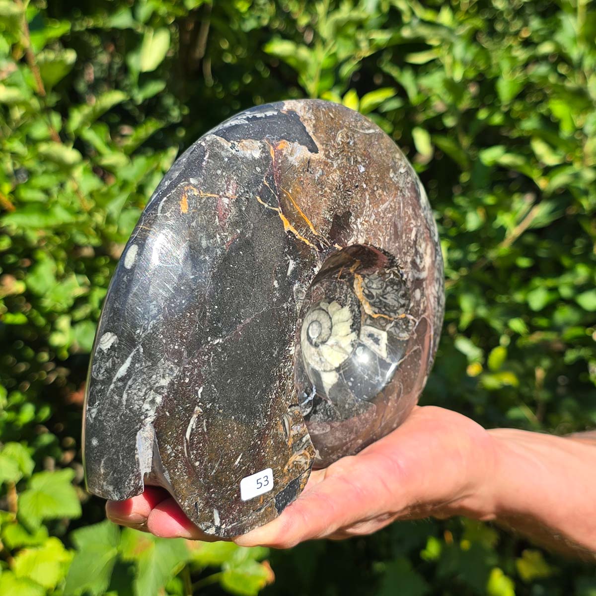 Ammonit - Echtes versteinertes Fossil - 100 Millionen Jahre alt - 21x17 cm - NR. 81