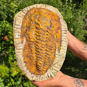 Echter Trilobit Fossil auf Matrix – Naturfund aus Marokko - handpräpariert - 27x19cm - Nr. 54