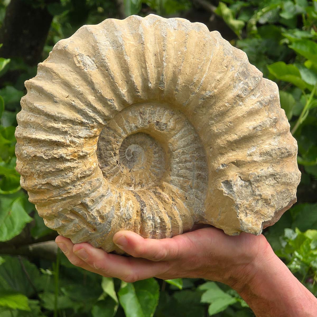 Ammonit - Echtes versteinertes Fossil - 100 Millionen Jahre alt - 24x20x11 cm - NR. 54