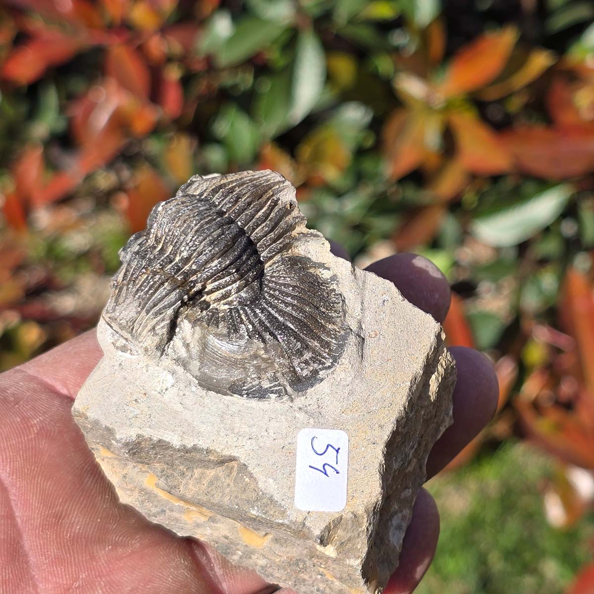 Echter Trilobit auf Muttergestein - Fossil aus Marokko – ca. 350 Mio. J., handpräpariert 8x6x5cm Nr. 54 in Hand.