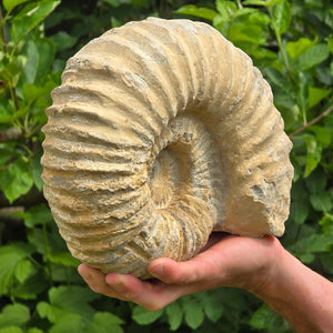 Ammonit - Echtes versteinertes Fossil - 100 Millionen Jahre alt - 24x20x11 cm - NR. 54
