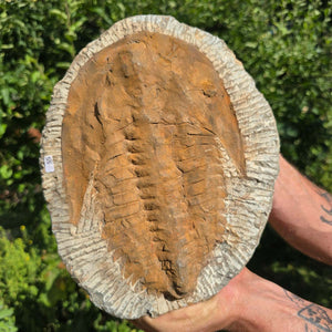 Echter Trilobit Fossil auf Matrix – Naturfund aus Marokko - handpräpariert - 25x20cm - Nr. 55