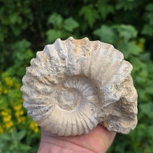 Ammonit - Echtes versteinertes Fossil - 100 Millionen Jahre alt - 12x10x6 cm - NR. 55