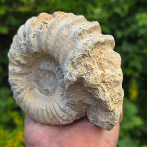 Ammonit - Echtes versteinertes Fossil - 100 Millionen Jahre alt - 12x10x6 cm - NR. 55