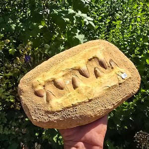 Mosasaurus Kiefer Prognathodon mit originalen Zähnen (Präpariert) – Fossil aus Marokko - 25x16cm - Nr. 54
