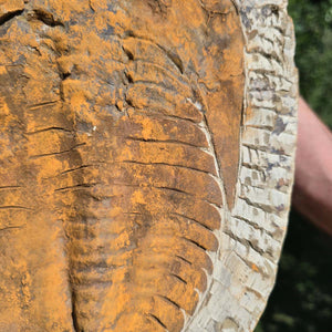 Echter Trilobit Fossil auf Matrix – Naturfund aus Marokko - handpräpariert - 28x20cm - Nr. 56
