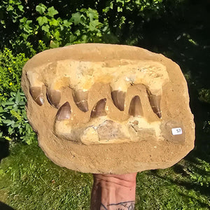 Mosasaurus Kiefer Prognathodon mit originalen Zähnen (Präpariert) – Fossil aus Marokko - 26x21cm - Nr. 57