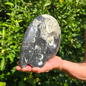 Ammonit - Echtes versteinertes Fossil - 100 Millionen Jahre alt - 21x15 cm - NR. 85