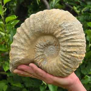 Ammonit - Echtes versteinertes Fossil - 100 Millionen Jahre alt - 24x20x10 cm - NR. 57