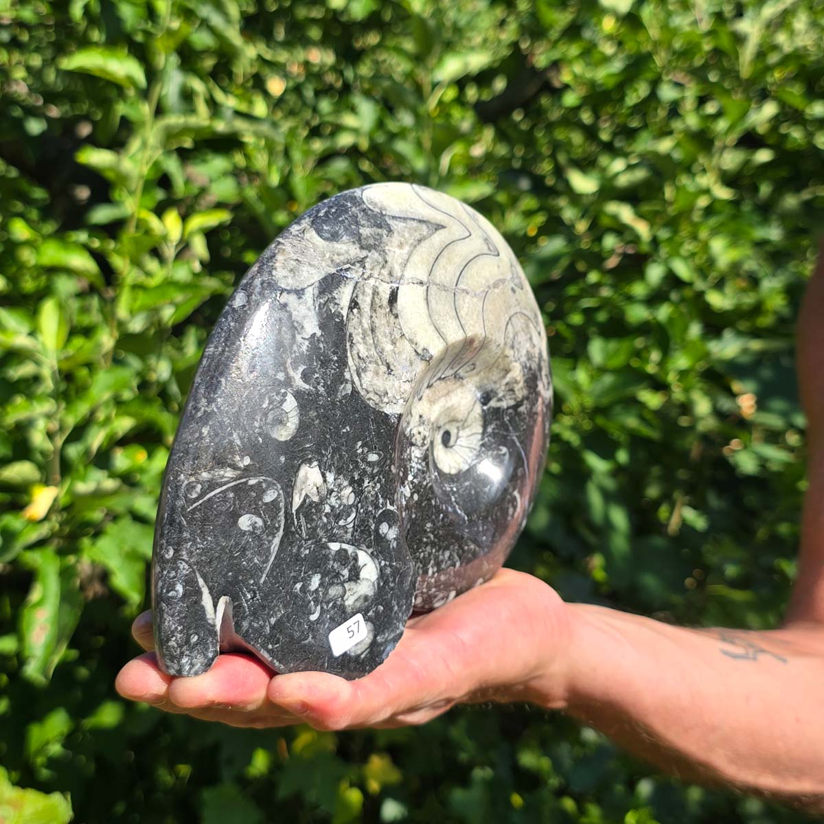 Ammonit - Echtes versteinertes Fossil - 100 Millionen Jahre alt - 21x15 cm - NR. 85