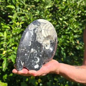 Ammonit - Echtes versteinertes Fossil - 100 Millionen Jahre alt - 21x15 cm - NR. 85