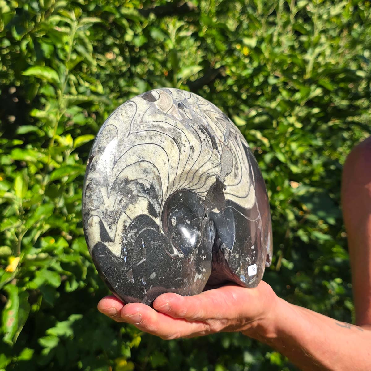 Ammonit - Echtes versteinertes Fossil - 100 Millionen Jahre alt - 21x18 cm - NR. 86