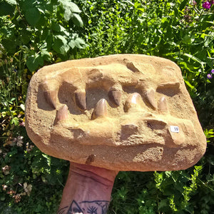 Mosasaurus Kiefer Prognathodon mit originalen Zähnen (Präpariert) – Fossil aus Marokko - 27x19cm - Nr. 59