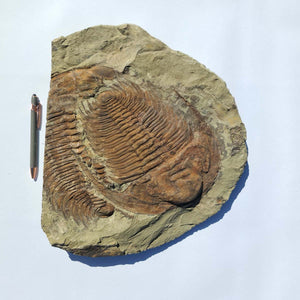 Echter Trilobit Fossil auf Matrix – Naturfund aus Marokko - handpräpariert - 34x38cm - Nr. 5