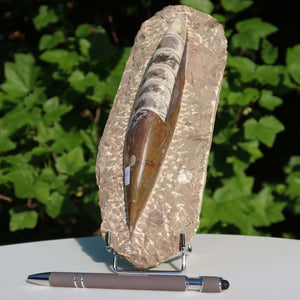 Orthoceras Fossil – 22x8cm geschliffene Platte aus Marokko - Nr. 5