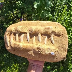 Mosasaurier Kiefer mit originalen Zähnen (Präpariert) – Fossil aus Marokko - 28x17cm - Nr. 5