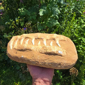 Mosasaurier Kiefer mit originalen Zähnen (Präpariert) – Fossil aus Marokko - 28x17cm - Nr. 5