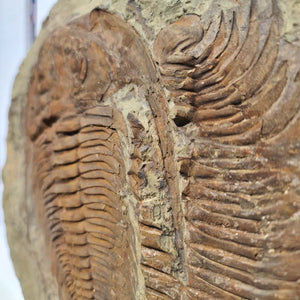 Echter Trilobit Fossil auf Matrix – Naturfund aus Marokko - handpräpariert - 34x38cm - Nr. 5