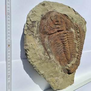 Echter Trilobit Fossil auf Matrix – Naturfund aus Marokko - handpräpariert - 34x38cm - Nr. 5