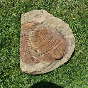 Echter Trilobit Fossil auf Matrix – Naturfund aus Marokko - handpräpariert - 34x38cm - Nr. 5