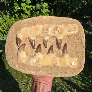 Mosasaurus Kiefer Prognathodon mit originalen Zähnen (Präpariert) – Fossil aus Marokko - 27x20cm - Nr. 60