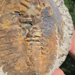 Echter Trilobit Fossil auf Matrix – Naturfund aus Marokko - handpräpariert - 22x18cm - Nr. 60