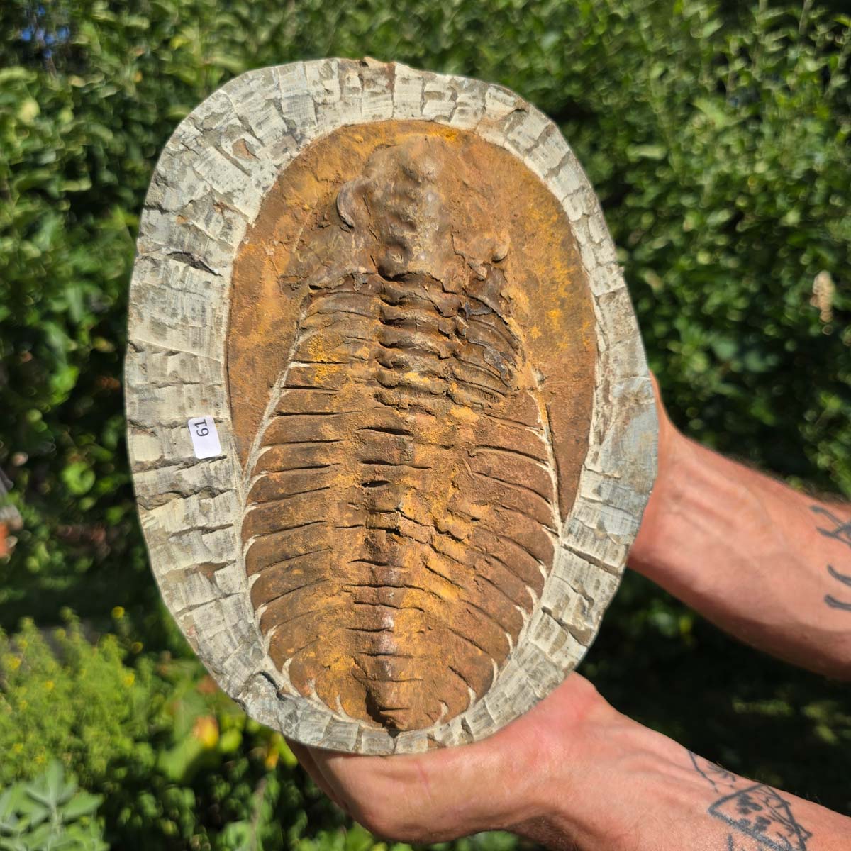Echter Trilobit Fossil auf Matrix – Naturfund aus Marokko - handpräpariert - 24x18cm - Nr. 61