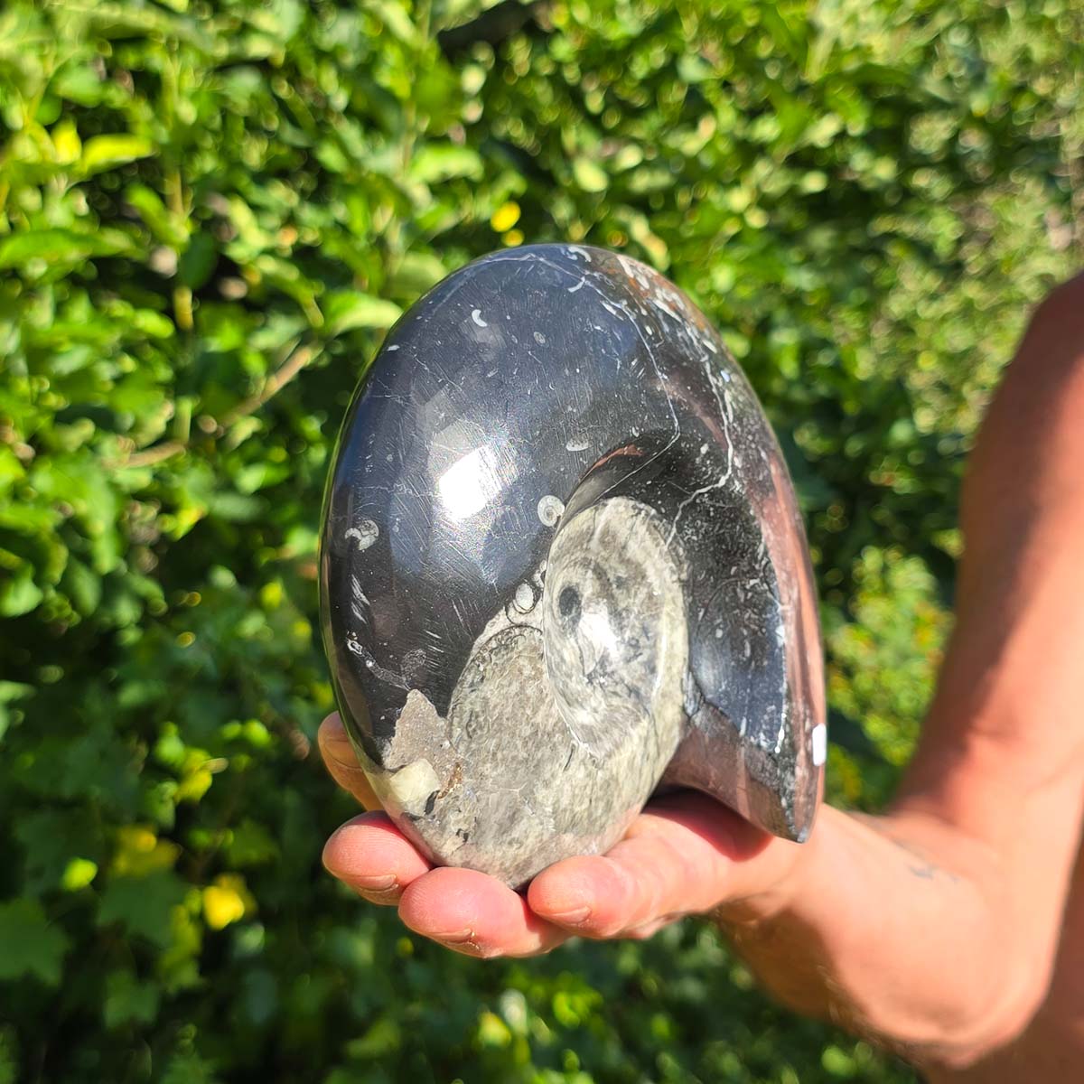 Ammonit - Echtes versteinertes Fossil - 100 Millionen Jahre alt - 19x14 cm - NR. 89