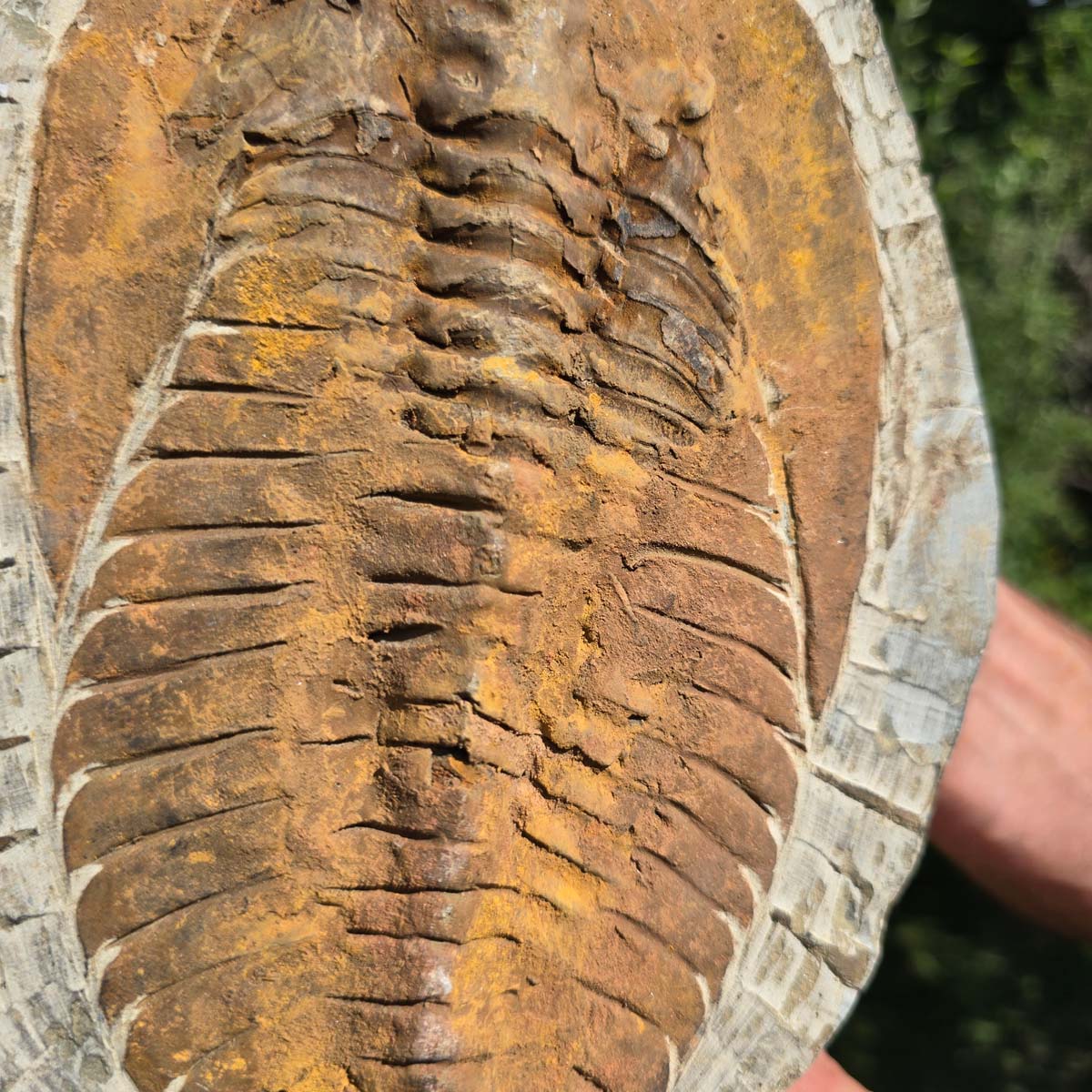 Echter Trilobit Fossil auf Matrix – Naturfund aus Marokko - handpräpariert - 24x18cm - Nr. 61