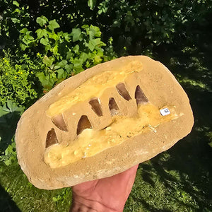 Mosasaurus Kiefer Prognathodon mit originalen Zähnen (Präpariert) – Fossil aus Marokko - 24x15cm - Nr. 62