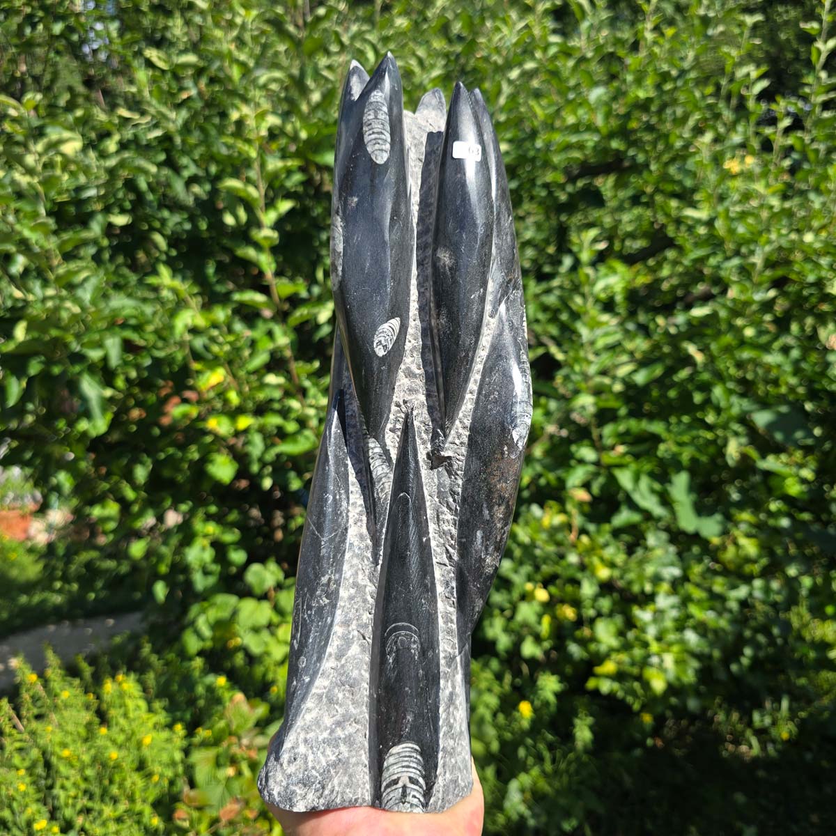 Geschliffene Freiform (Turm) mit Ammoniten und Orthoceras – 36x11x10cm - Nr. 63