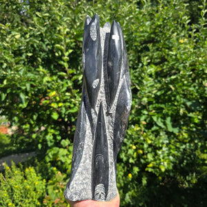 Geschliffene Freiform (Turm) mit Ammoniten und Orthoceras – 36x11x10cm - Nr. 63