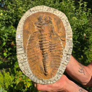 Echter Trilobit Fossil auf Matrix – Naturfund aus Marokko - handpräpariert - 28x20cm - Nr. 63