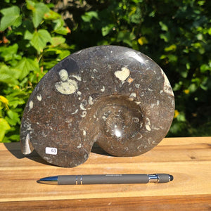 Ammonit - Echtes versteinertes Fossil - 100 Millionen Jahre alt - 20x15 cm - NR. 91