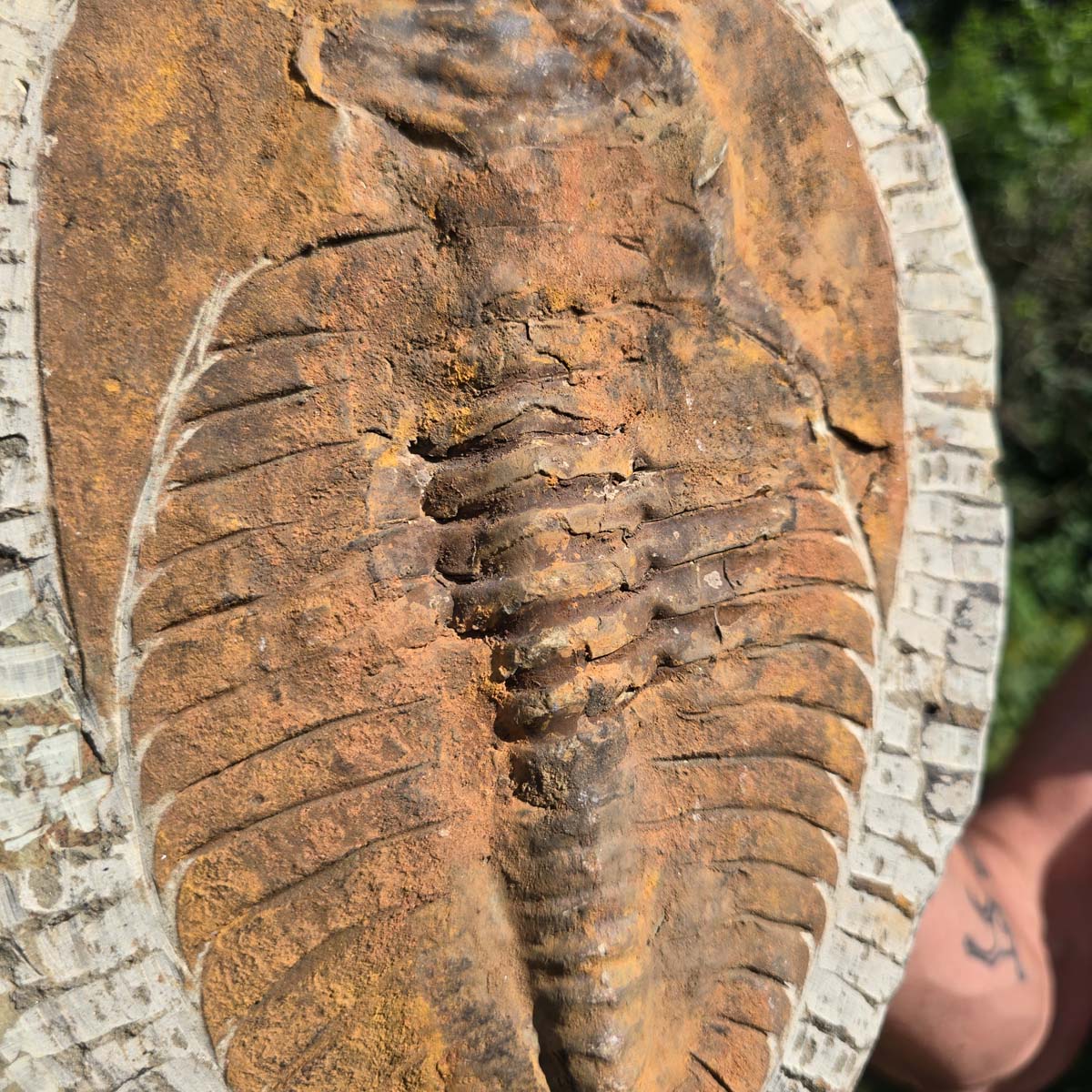 Echter Trilobit Fossil auf Matrix – Naturfund aus Marokko - handpräpariert - 28x20cm - Nr. 63