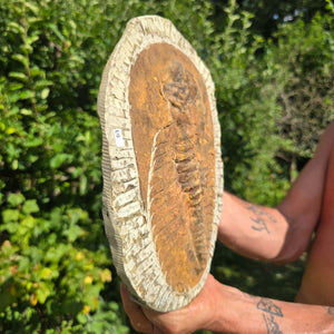 Echter Trilobit Fossil auf Matrix – Naturfund aus Marokko - handpräpariert - 28x20cm - Nr. 63