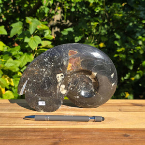 Ammonit - Echtes versteinertes Fossil - 100 Millionen Jahre alt - 21x14 cm - NR. 92