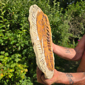 Echter Trilobit Fossil auf Matrix – Naturfund aus Marokko - handpräpariert - 29x20cm - Nr. 64