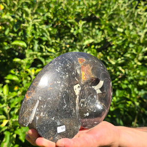Ammonit - Echtes versteinertes Fossil - 100 Millionen Jahre alt - 21x14 cm - NR. 92