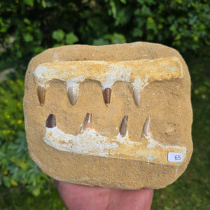 Mosasaurus Kiefer Prognathodon mit originalen Zähnen (Präpariert) – Fossil aus Marokko - 18x16cm - Nr. 65