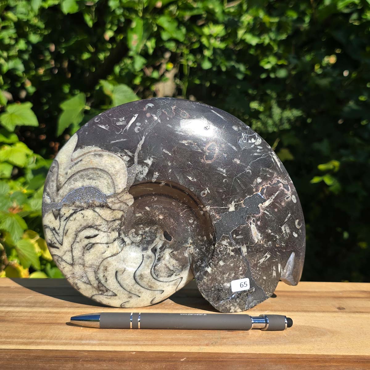 Ammonit - Echtes versteinertes Fossil - 100 Millionen Jahre alt - 19x15 cm - NR. 93