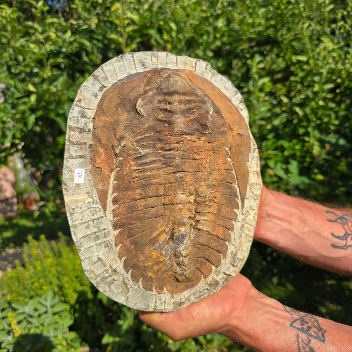 Echter Trilobit Fossil auf Matrix – Naturfund aus Marokko - handpräpariert - 24x19cm - Nr. 66