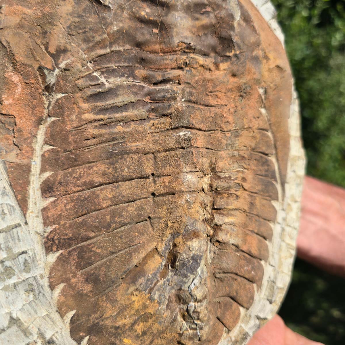 Echter Trilobit Fossil auf Matrix – Naturfund aus Marokko - handpräpariert - 24x19cm - Nr. 66