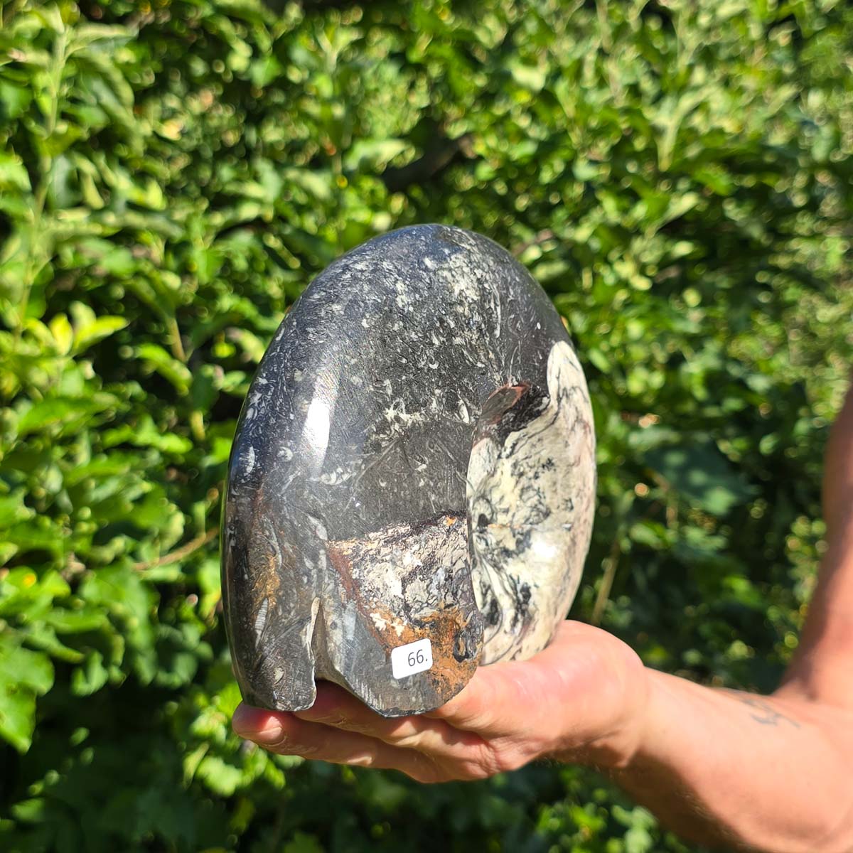 Ammonit - Echtes versteinertes Fossil - 100 Millionen Jahre alt - 20x15 cm - NR. 94