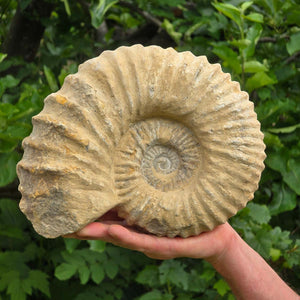 Ammonit - Echtes versteinertes Fossil - 100 Millionen Jahre alt - 25x20x10 cm - NR. 68
