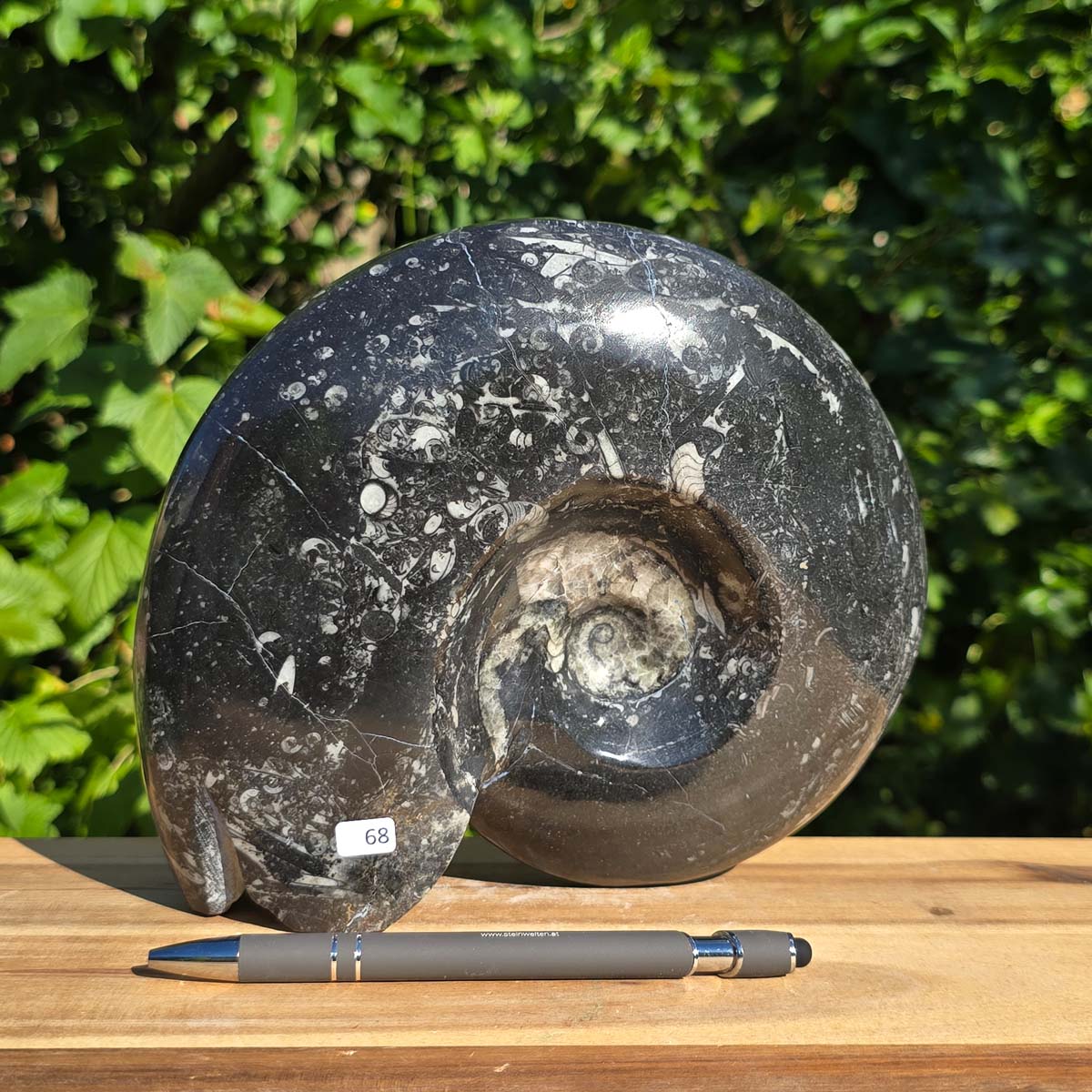 Ammonit - Echtes versteinertes Fossil - 100 Millionen Jahre alt - 20x18 cm - NR. 96