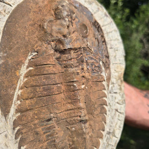 Echter Trilobit Fossil auf Matrix – Naturfund aus Marokko - handpräpariert - 24x18cm - Nr. 68