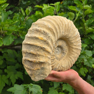 Ammonit - Echtes versteinertes Fossil - 100 Millionen Jahre alt - 25x20x10 cm - NR. 68